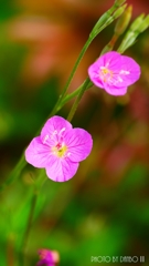 赤花夕化粧 ＜2＞
