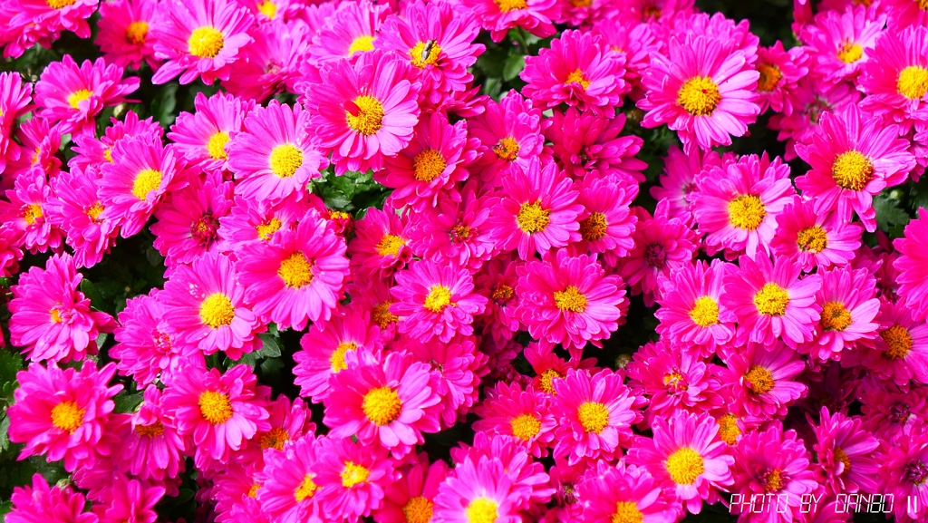 お宮さんの菊 ＜5＞