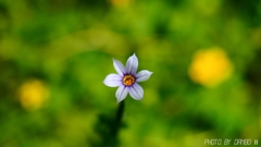 野に咲く花 ＜23＞