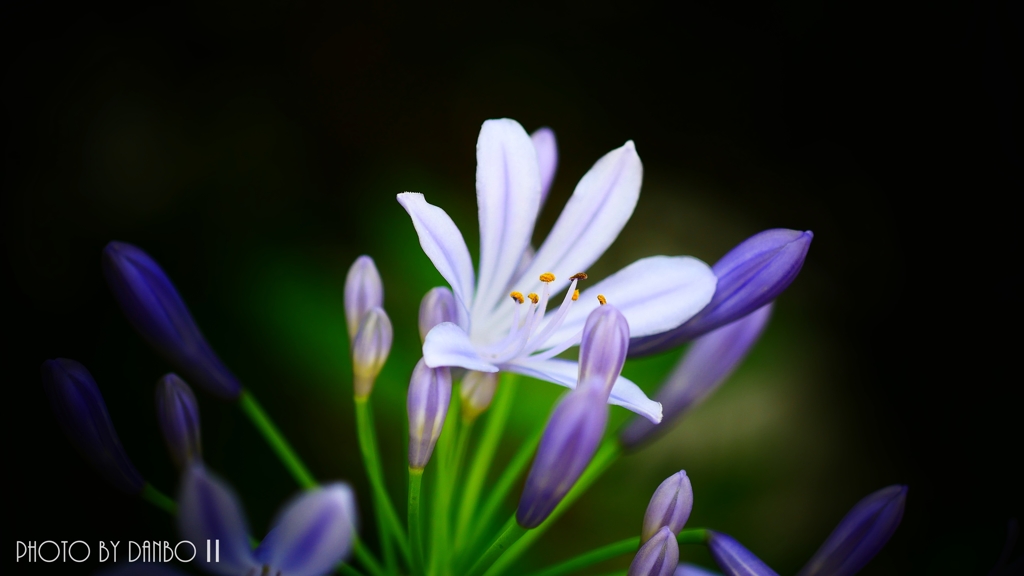 愛の花 ＜10＞