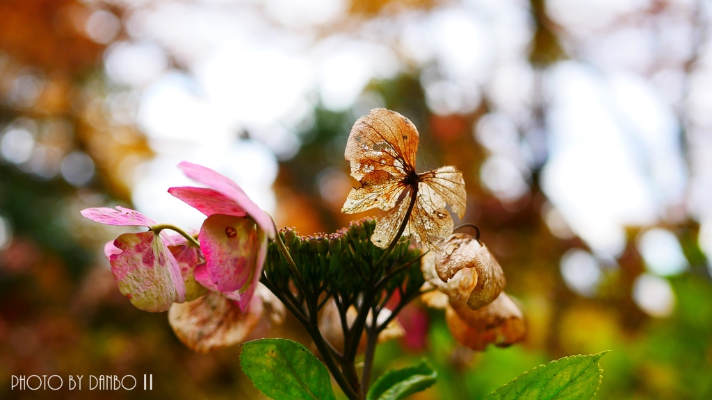 枯れ際までも美しく ＜1＞