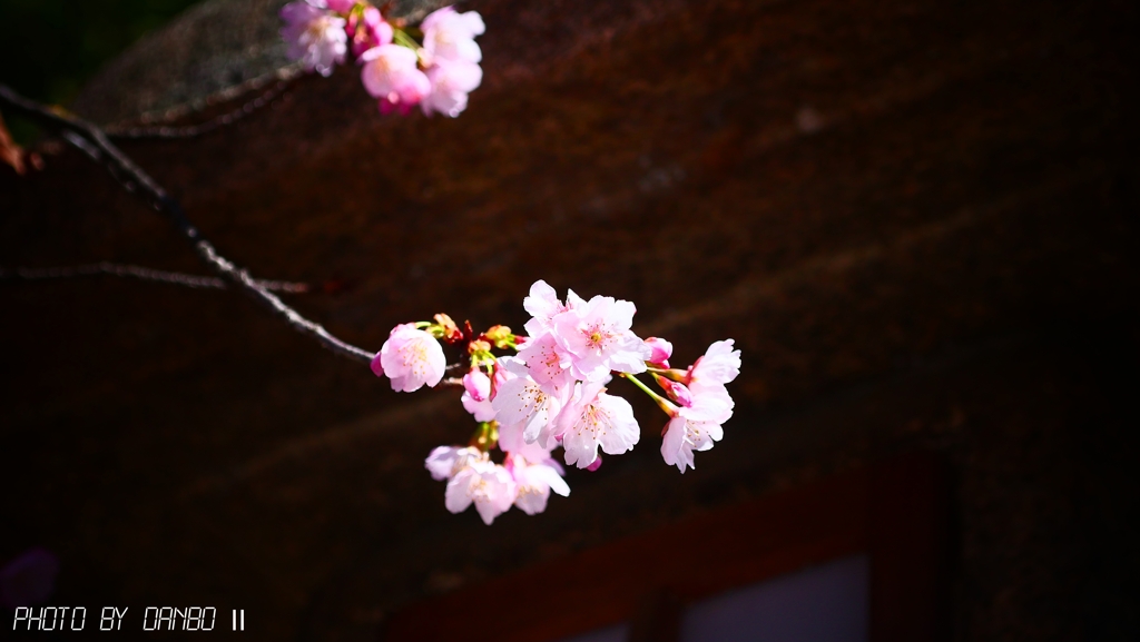桃の節句に寒桜 ＜3＞