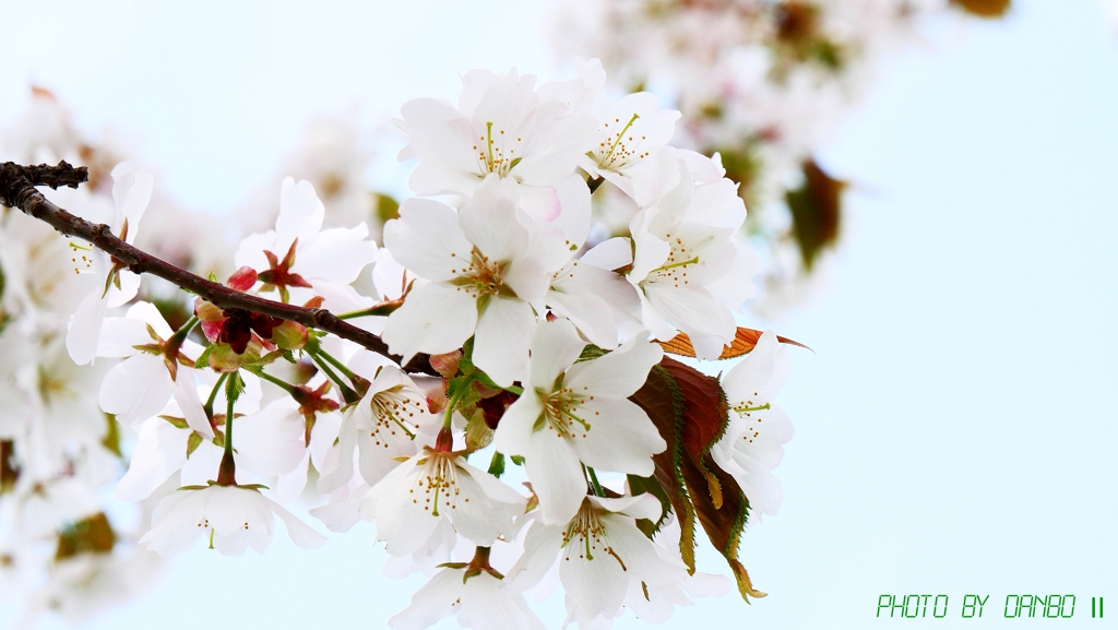 一番好きな桜 ＜4＞