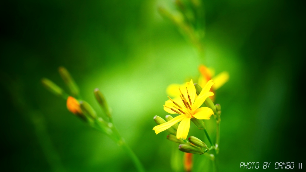 苦くてウマい春野菜！＜1＞