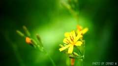 苦くてウマい春野菜！＜1＞