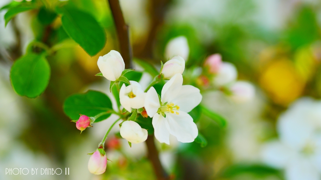 りんごの花ほころび ＜1＞