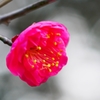 紅梅