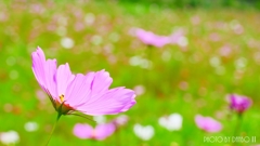 うす紅の秋桜が・・・ ＜2＞