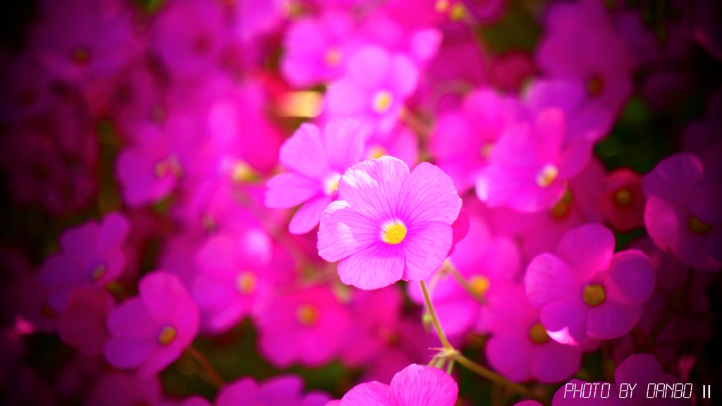 花片喰