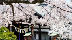 八幡宮の桜 ＜6＞