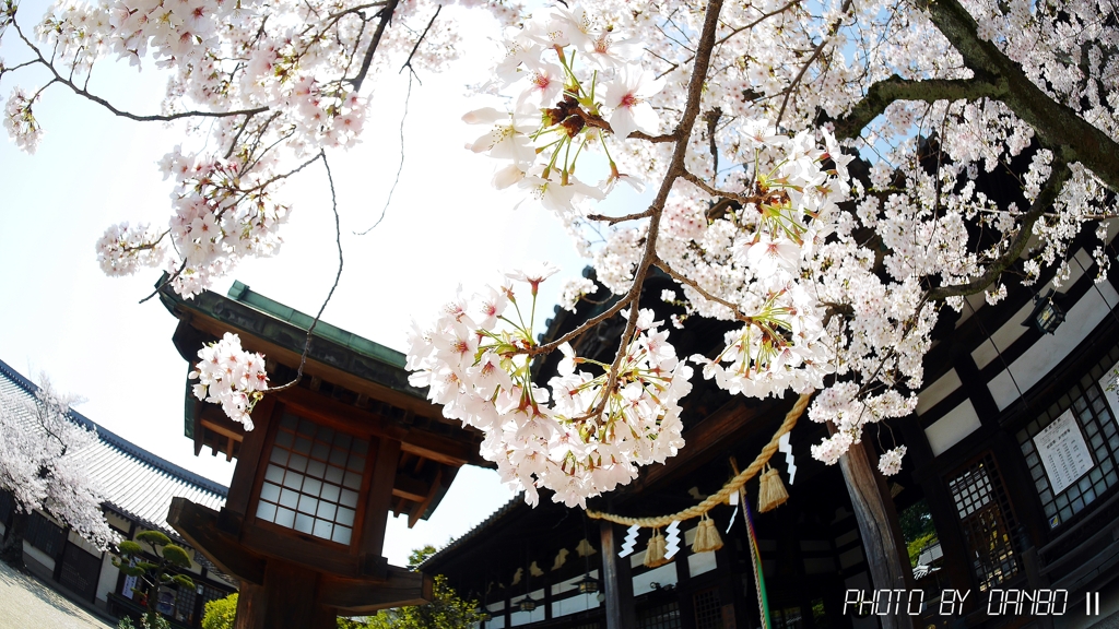 魚の目お花見 ＜3＞