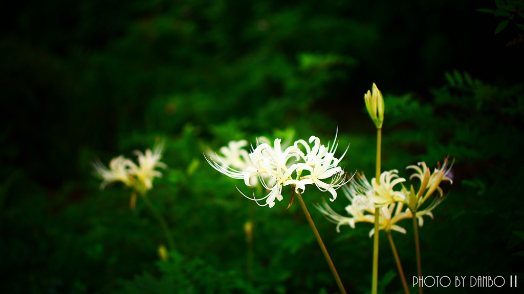 天上に咲く白花 ＜3＞