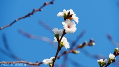 秋の桜