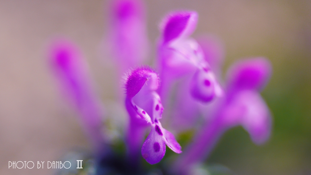 春の野草花 ＜2-1＞