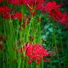 白い花さえ　真紅に染める ＜3＞