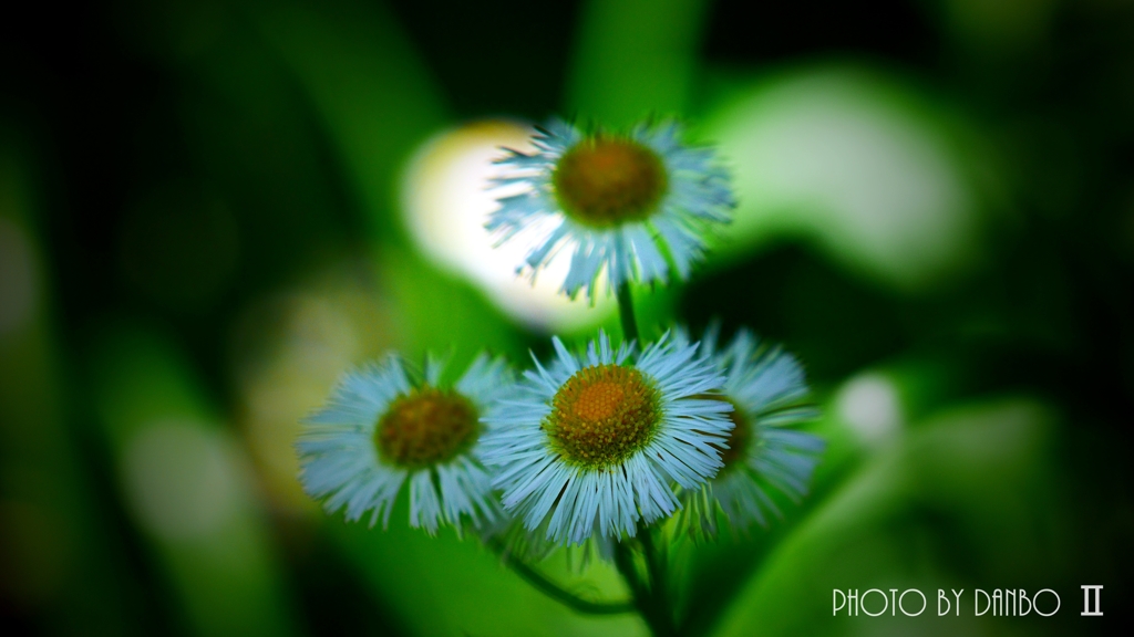 春の野草花 ＜9-1＞