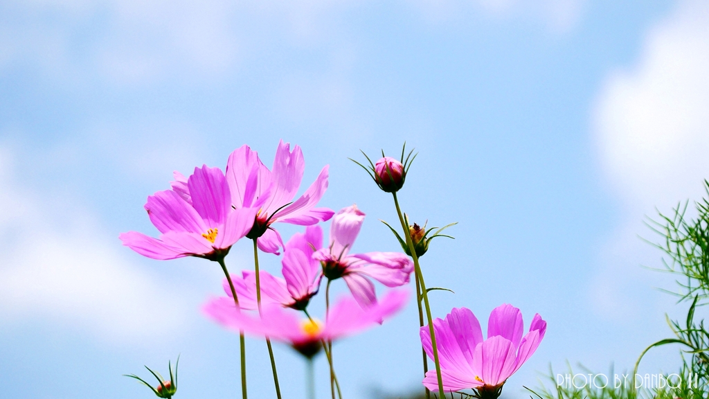 梅雨晴秋桜 ＜1＞