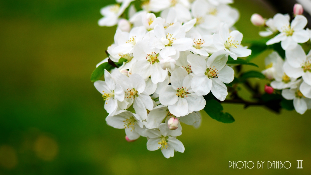 りんごの花ほころび (^^♪ ＜1＞