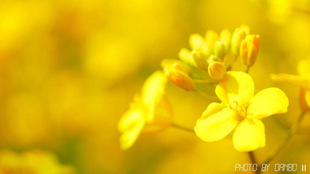 菜の花畑 ＜5＞