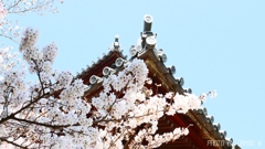 お寺の桜 ＜4＞