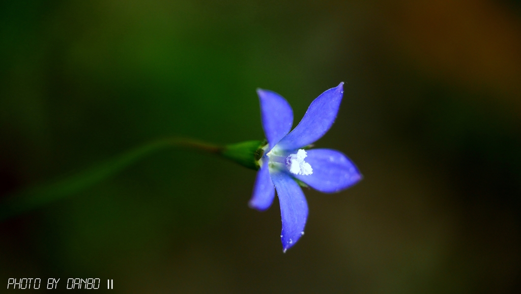 野に咲く花 ＜16＞