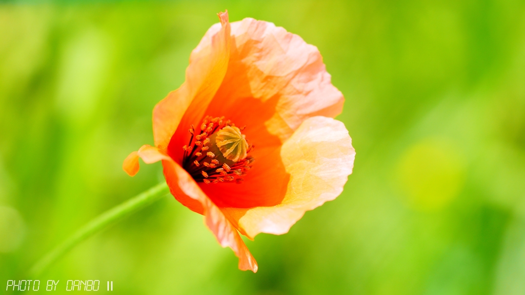 素敵な花言葉 ＜4＞