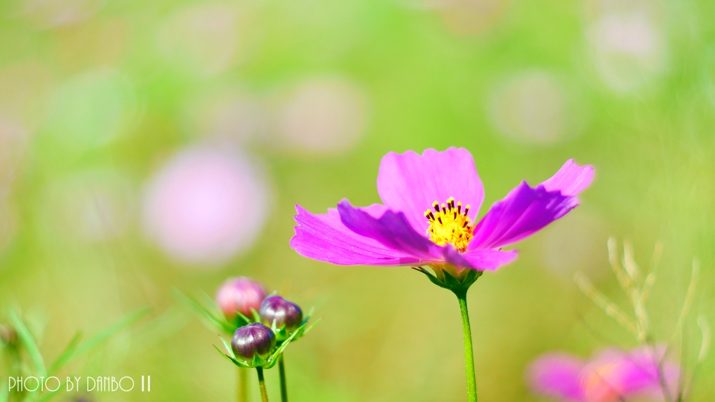 うす紅の秋桜が・・・ ＜15＞