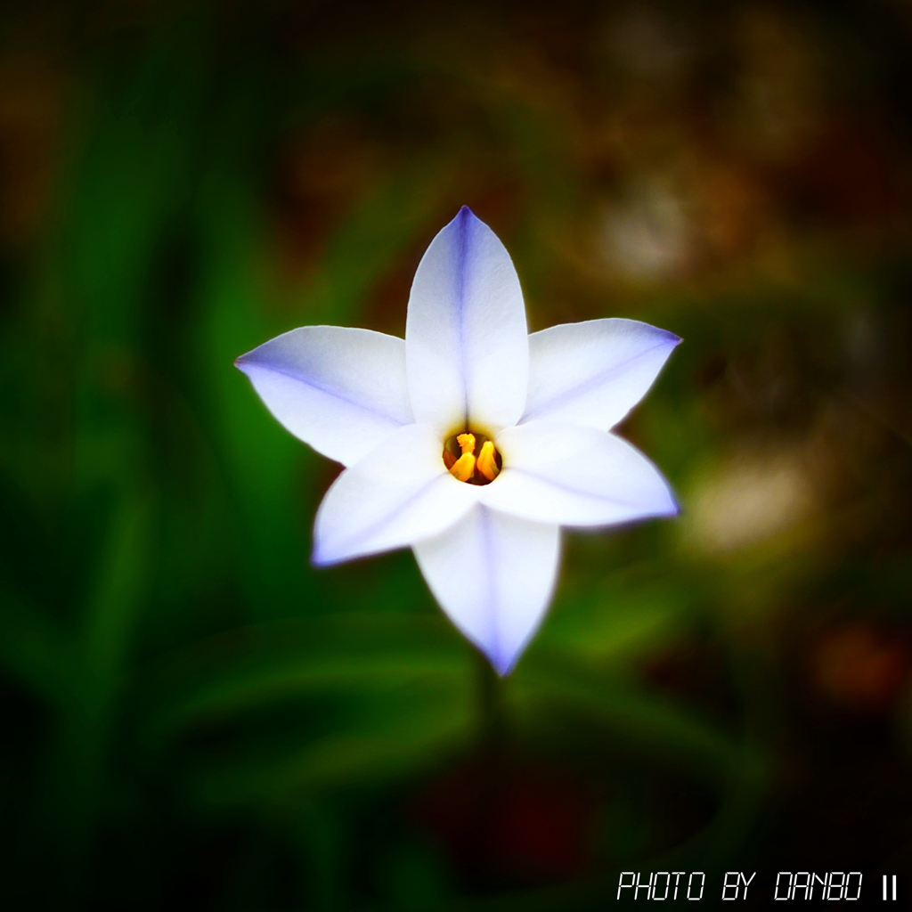 Spring starflower ＜1＞