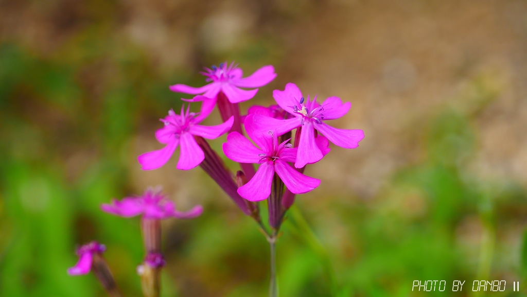 むしとりなでしこ ＜3＞