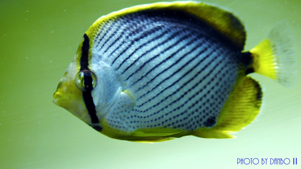 アケボノ