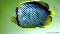 アケボノ
