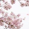 いくたびの櫻 ＜6＞