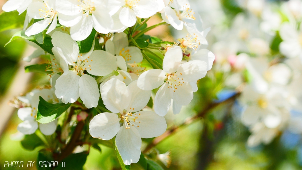 ひめりんごの花 ＜1＞