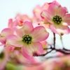 薄紅色の可愛い君のね ＜2＞