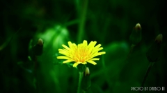 黄色い花 ＜1＞