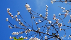 立春の桜！？ ＜2＞