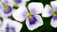 すみれの花咲く頃 ＜1＞