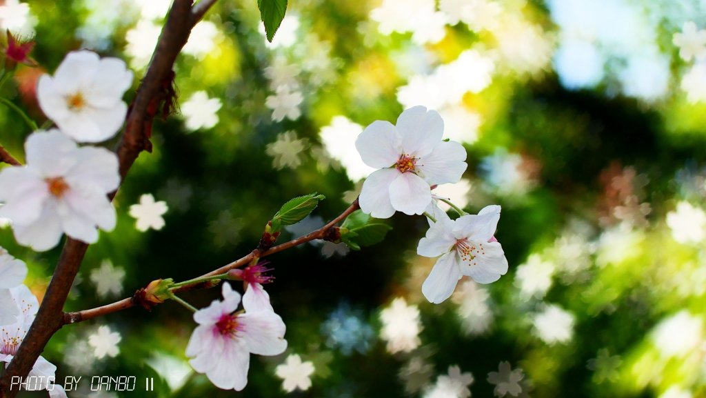 桜＆玉ボケ(改) ＜2＞