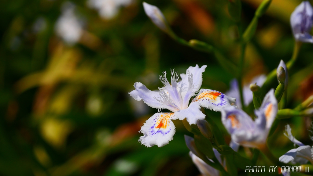 胡蝶花 ＜1＞