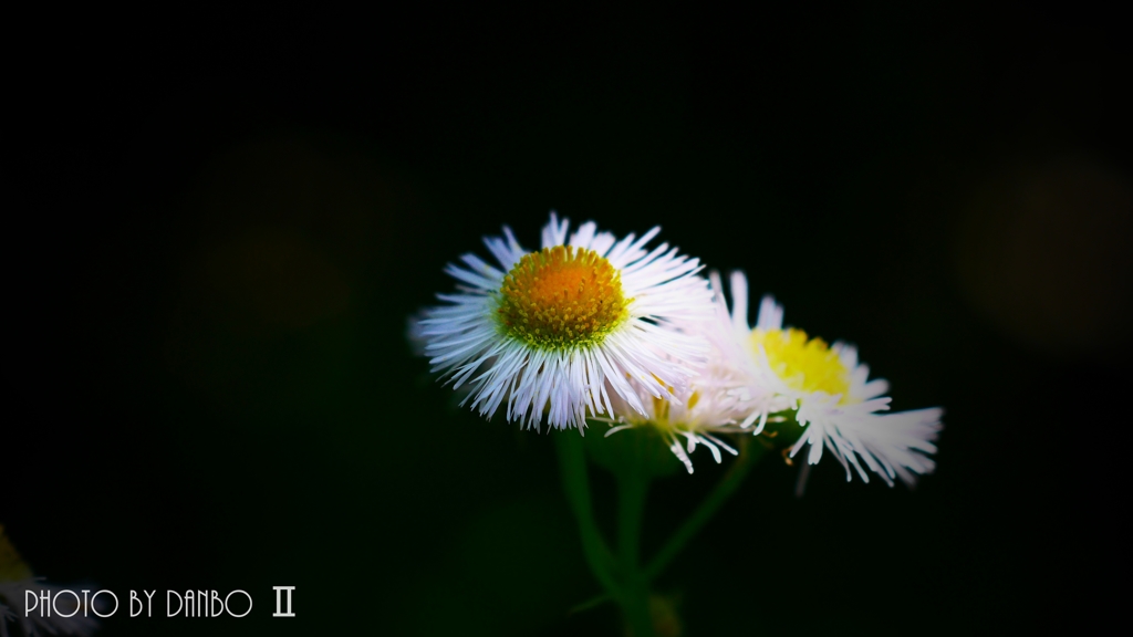 春の野草花 ＜9-3＞