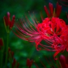 白い夢さえ 真紅に染める ＜3＞