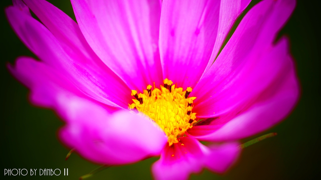 夏咲秋桜 ＜14＞