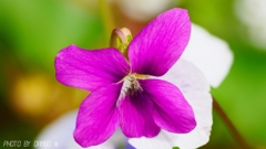 すみれの花咲く頃 ＜2＞