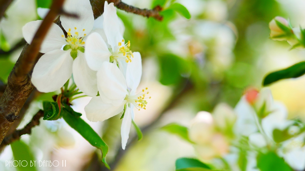 りんごの花ほころび ＜2＞