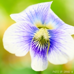 すみれの花咲く頃 ＜3＞
