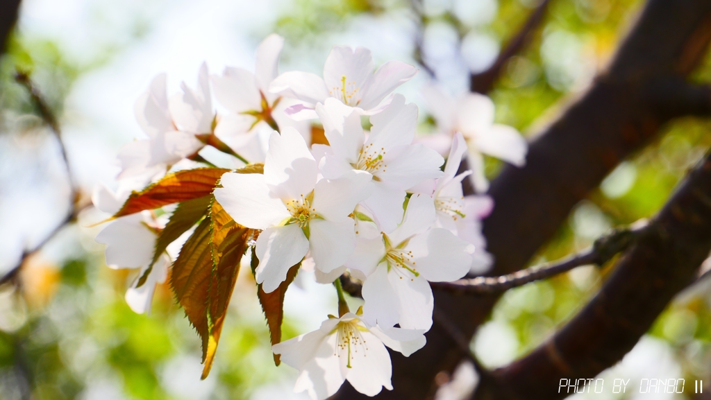 これは山桜でしょ ＜3＞