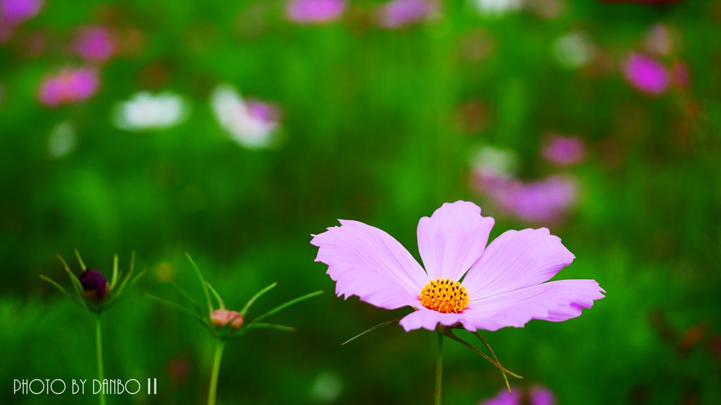 夏咲秋桜 ＜6＞