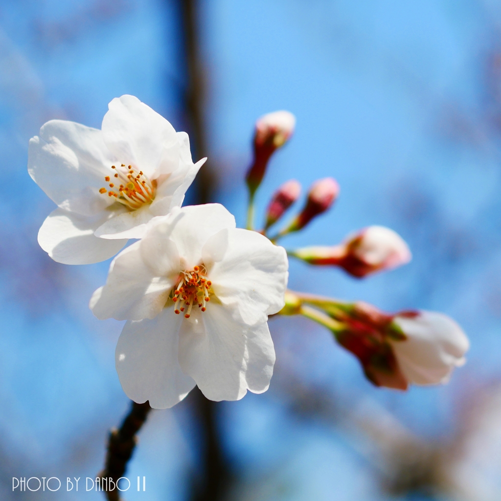 勝手に開花宣言(^_-)-☆ ＜2＞
