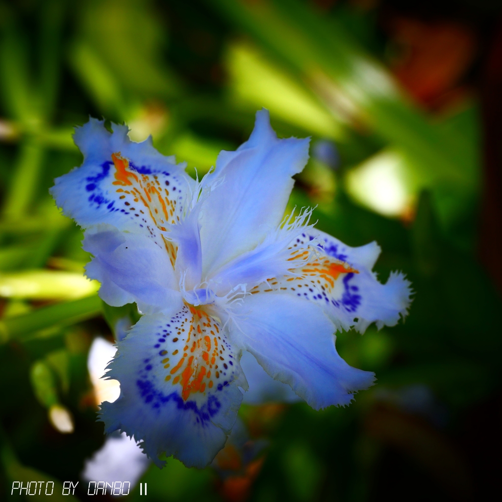 胡蝶花 ＜2＞