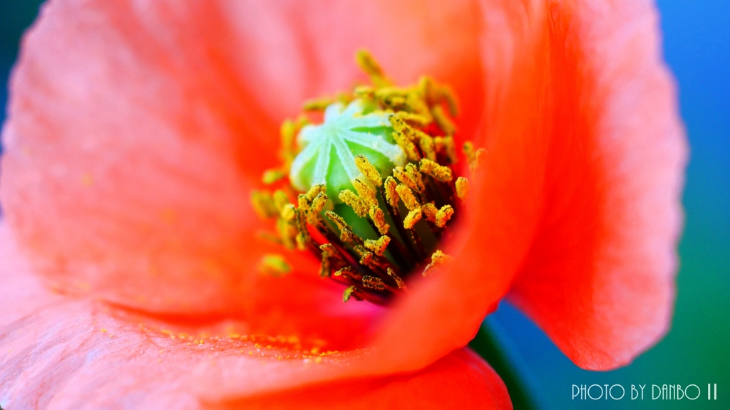 繁栄の花 ＜1＞